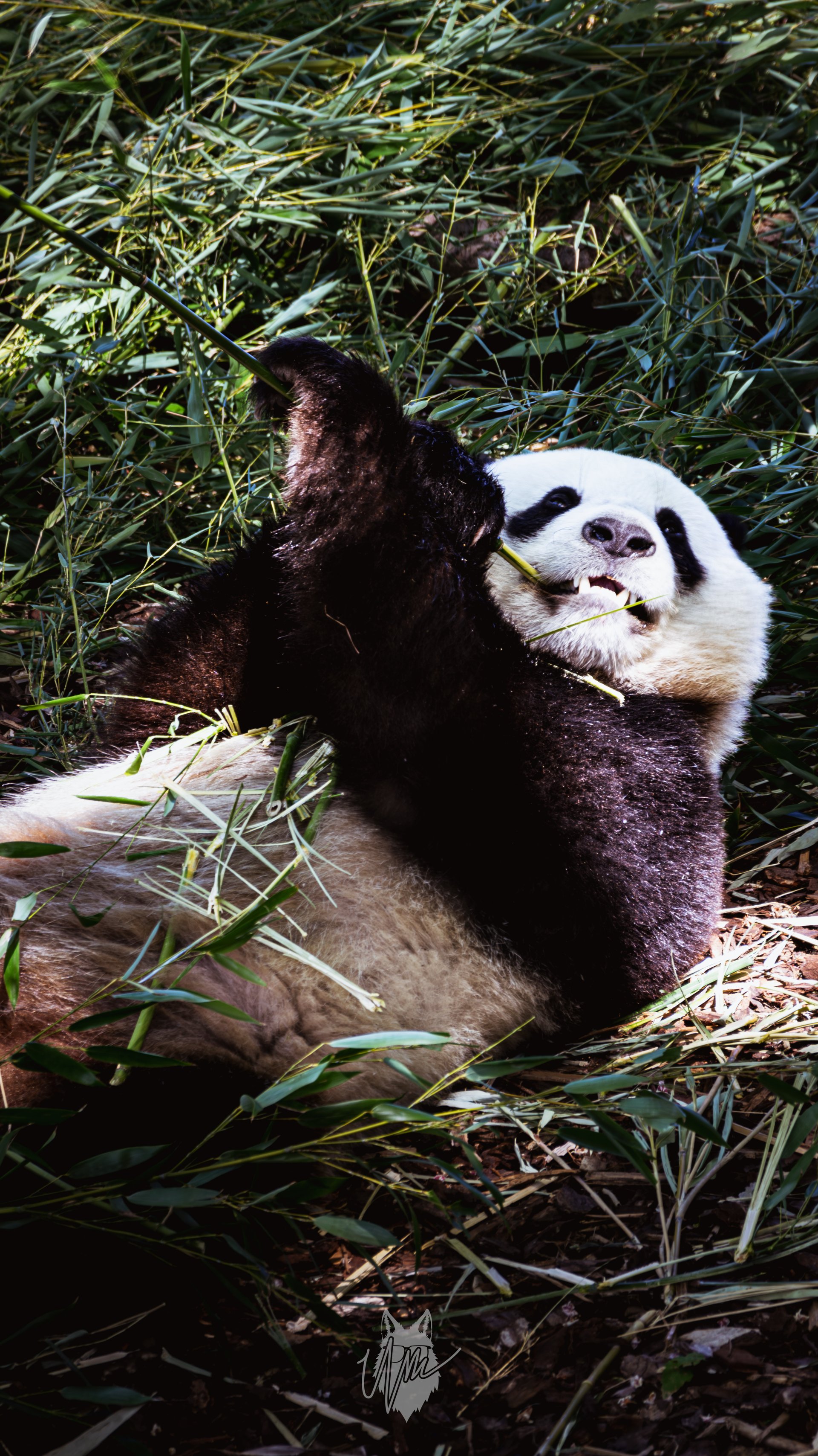 Panda aan het knagen